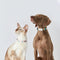 Localizador Inteligente Bluetooth para Mascotas