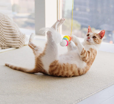 Colorful cat toy with pom-poms, googly eyes, white feathers, and a yellow elastic rope with a suction cup. - Image 3