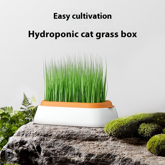 Maceta Hidropónica sin Tierra para Cultivo de Pasto de Gato - Image 2