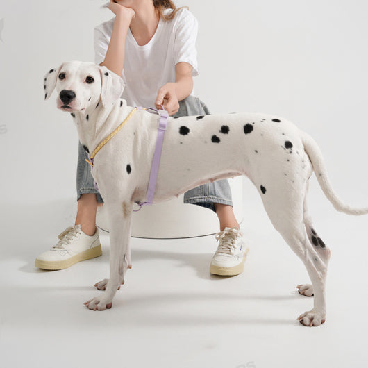 Arnés de Tracción para Perros - Chaleco de Pecho y Espalda