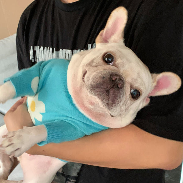 Ropa de Moda para Mascotas - Colección Perros y Gatos