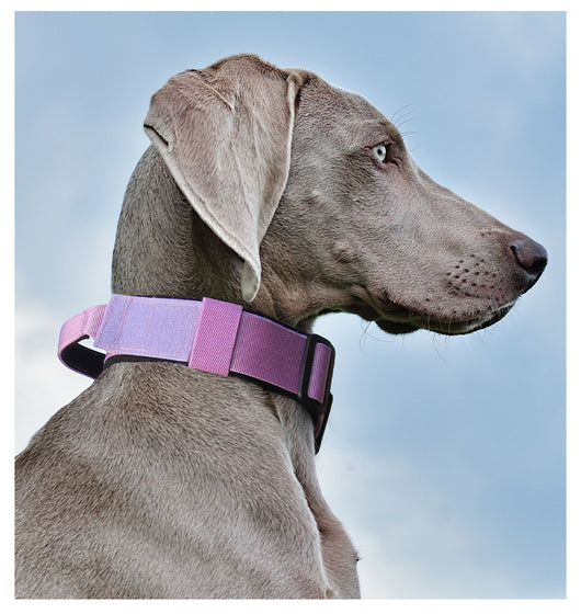 Collar Táctico Antiexplosión para Perros - Image 15