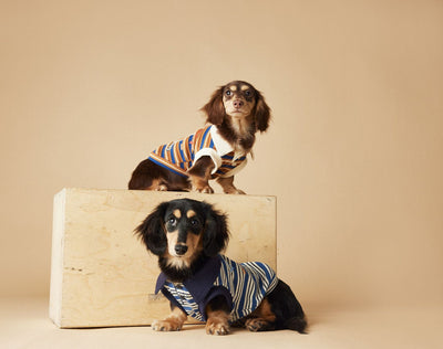 Polo Rayado para Perros Tony Bear - Ropa Cómoda y Elegante - Image 37