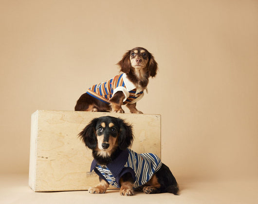 Polo Rayado para Perros Tony Bear - Ropa Cómoda y Elegante - Image 37