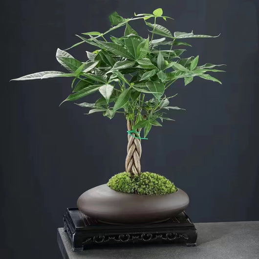 Maceta Retro Morada con Diseño de Arena y Plantas Verdes - Image 3