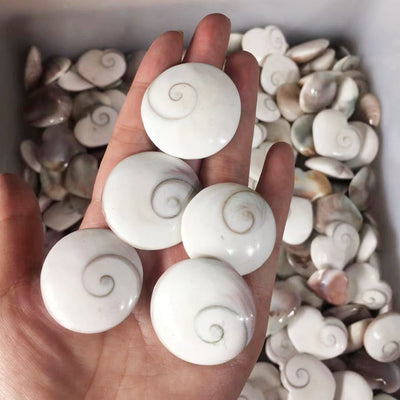 Dije de Concha Natural - Diseño Minimalista y Elegante