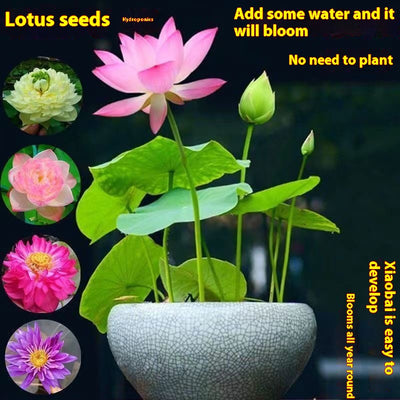 Maceta Lotus Autorriego con Plantas Hidropónicas Vivas