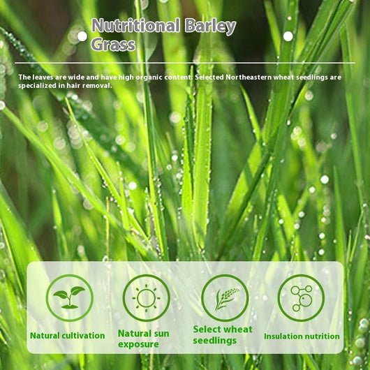 White pouch of freeze-dried cat grass sticks with a green label featuring a cat silhouette and Chinese text. - Image 3