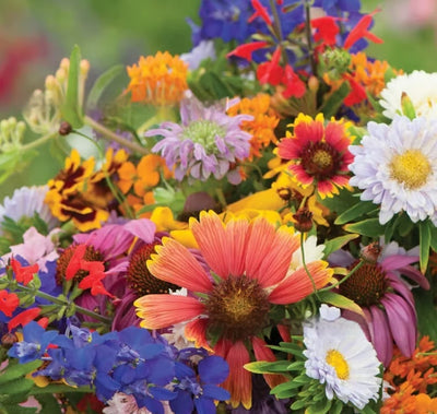 Semillas de Flores Silvestres Resistentes al Frío y Sequía con Acebo Púrpura - Image 10