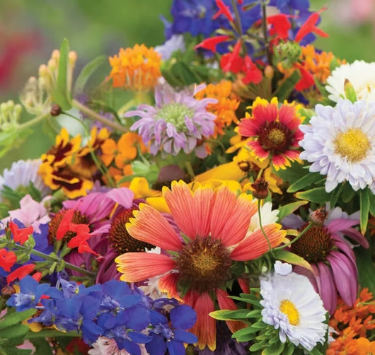 Semillas de Flores Silvestres Resistentes al Frío y Sequía con Acebo Púrpura - Image 10
