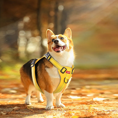 Arnés de Pecho con Cuerda de Tracción para Perros Pequeños, Medianos y Grandes - Image 35