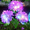 Purple Hydrangea