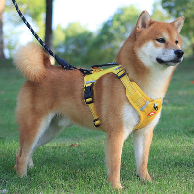 Orange no-pull dog harness with reflective strips, adjustable buckles, and a top handle for training and outdoor use. - Image 16