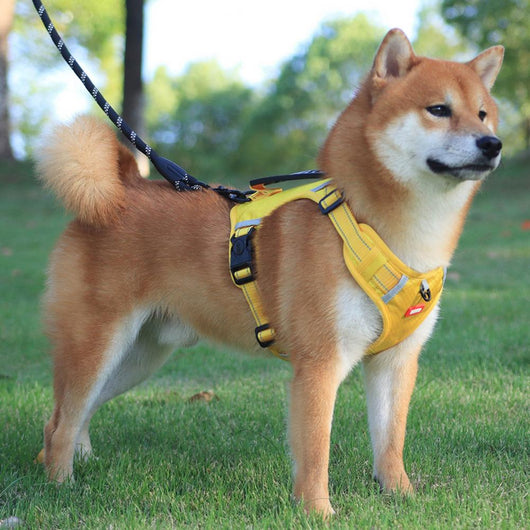 Orange no-pull dog harness with reflective strips, adjustable buckles, and a top handle for training and outdoor use. - Image 16