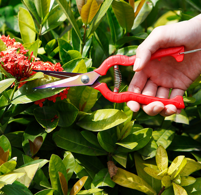 Tijeras de Poda para Bonsái y Frutas - Precisión Profesional - Image 3