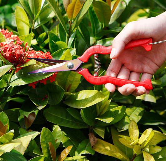 Tijeras de Poda para Bonsái y Frutas - Precisión Profesional - Image 3