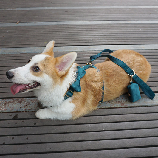 Mochila de Transporte para Mascotas - Arnés Dorsal Cómodo - Image 5