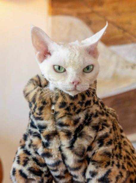 Ropa Térmica para Gatos sin Pelo - Abrigo Corto de Felpa Leopardo - Image 6