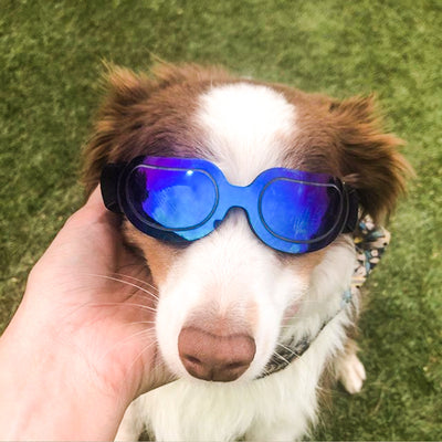 Gafas de Sol Coloridas para Mascotas - Perros y Gatos - Image 5