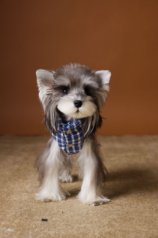 Chaleco Acolchado de Invierno para Perros - Image 27