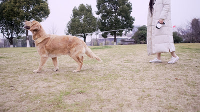 Correa Retráctil Automática para Perro con Dispensador de Bolsas - Image 20