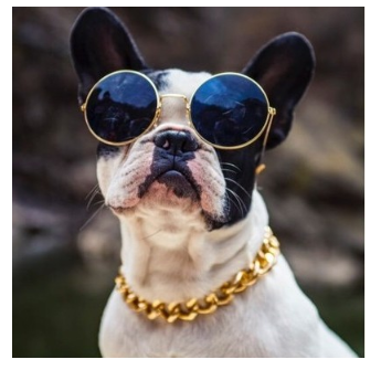 Collar de Oro para Mascotas - Joya Elegante para tu Perro - Image 8