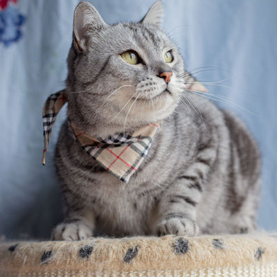 Babero Pañoleta Encaje Gato Estilo Princesa con Decoración - Image 31