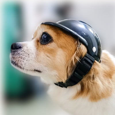 Black pet helmet with an adjustable chin strap and a pair of black pet goggles with an elastic strap.