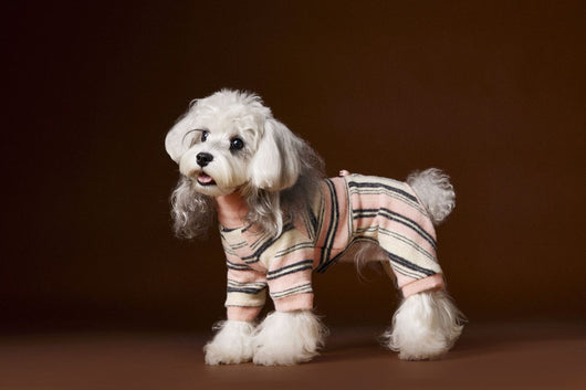 Suéter Térmico de Rayas para Perros Pequeños - Schnauzer, Bichón y Maltés - Image 37