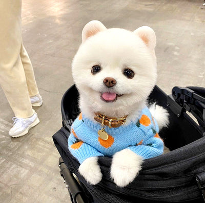 Suéter Tejido para Perros con Estampado Adorable - Manga Larga - Image 12
