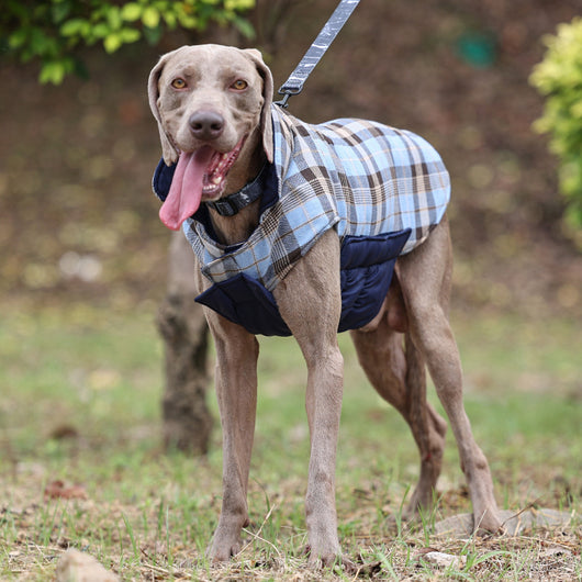Abrigo Reversible Impermeable para Perros - Calidez y Protección Garantizada