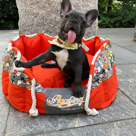 Casa para Perro Schnauzer Tipo Teddy - Image 3