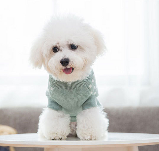 Ropa para Perros - Image 4