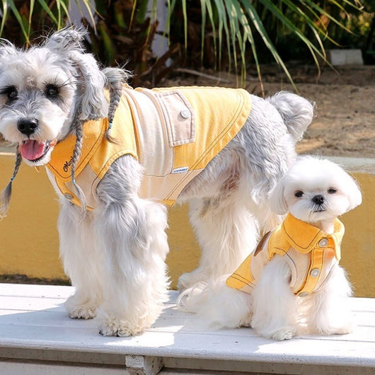 Ropa para Perros Pequeños - Abrigos y Suéteres para Bichón, Yorkshire y Schnauzer