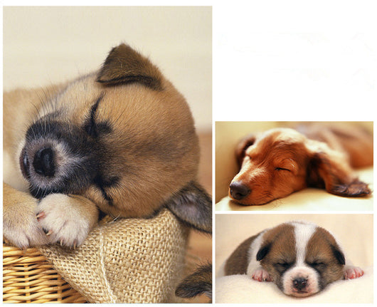 Cama Acogedora para Perros Pequeños y Medianos - Image 7