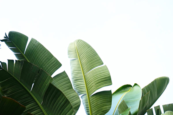 Green banana leaf tapestry featuring large, vibrant tropical leaves with visible veins against a white background.