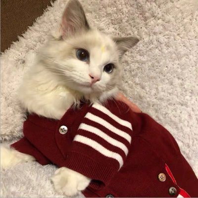 Ropa para Gatos - Abrigos y Disfraces Cómodos
