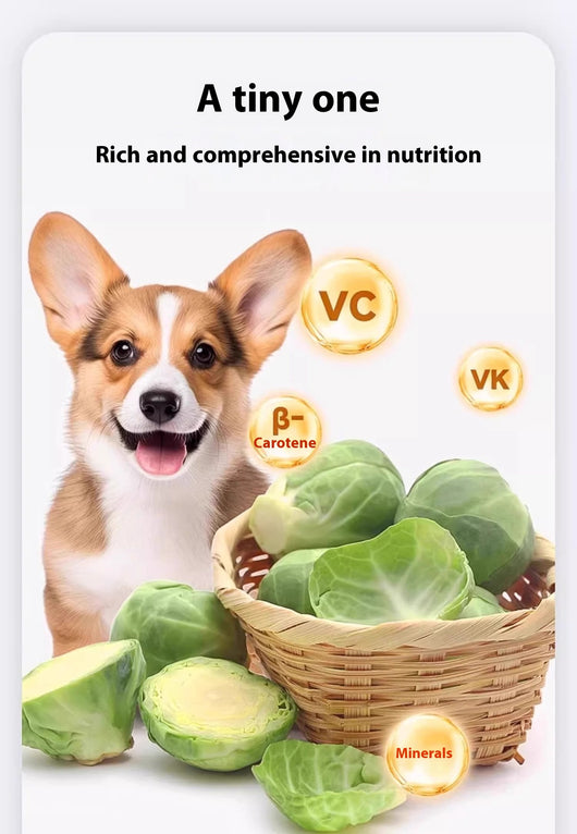 Snacks de Brócoli de Bruselas Liofilizados para Perros - Image 6