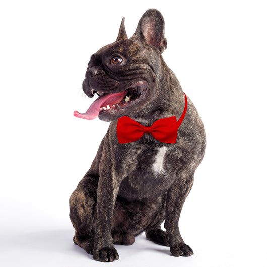 Moño Ajustable para Gatos y Perros - Accesorios para Mascotas - Image 34