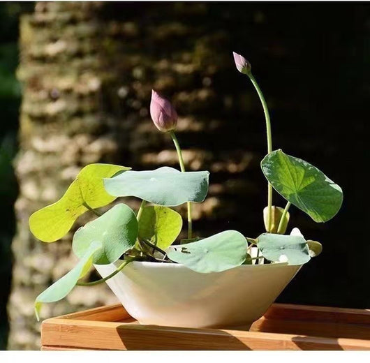 Maceta Lotus Autorriego con Plantas Hidropónicas Vivas - Image 8