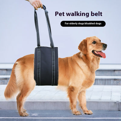 Black adjustable dog rehabilitation training belt with white plush lining on a brown and white Border Collie.