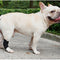 Correa de Fijación Articular para Perros Lesionados - Recuperación y Protección