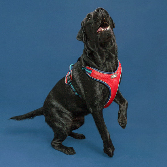 Arnés de Tracción para Perros con Cuerda de Seguridad