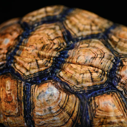 Peluche Realista de Tortuga Galápagos - Juguete Educativo y Adorable - Image 10