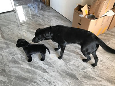 Peluche Labrador Negro - Juguete Suave para Niños y Regalo de Cumpleaños - Image 13