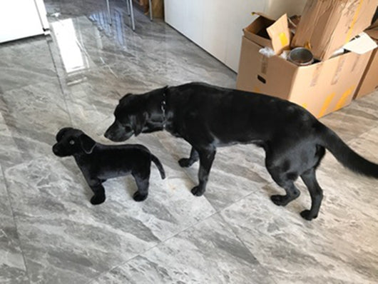 Peluche Labrador Negro - Juguete Suave para Niños y Regalo de Cumpleaños - Image 13