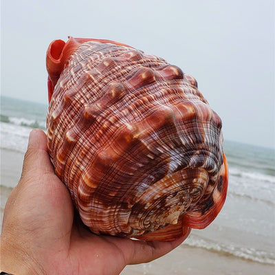Caracol Gigante Natural Wanbao para Decoración de Acuarios y Paisajismo - Image 5