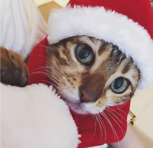 Conjunto Navideño Gorro y Bufanda para Mascotas Pequeñas - Gatos y Perros - Image 4