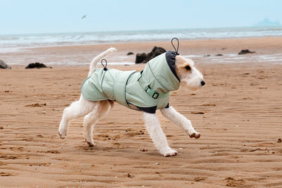 Abrigo Impermeable para Perros - Protección Contra Viento y Frío - Image 12