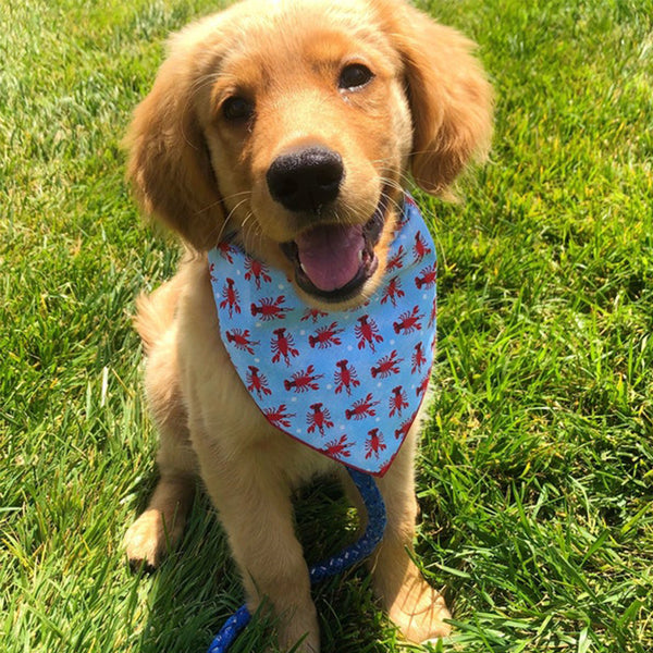 Toalla Triangular Estampada para Perros y Gatos